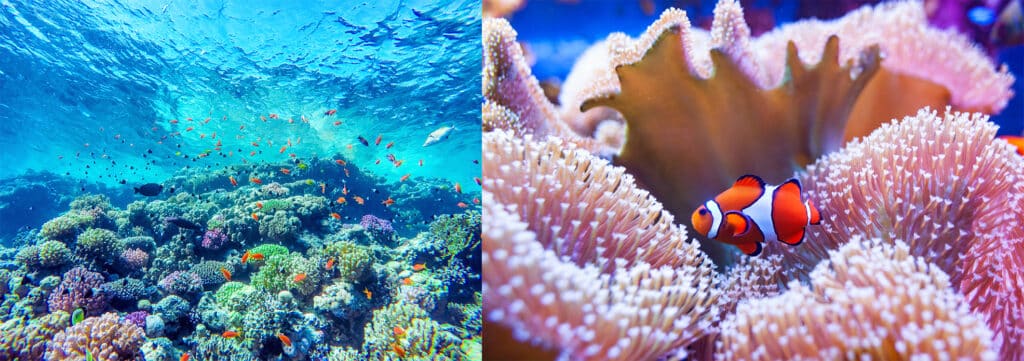 Geschichten, World Reef Day mit ALEXANDRA SVENDSEN.